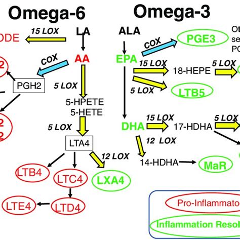 omega-3 brain repair|omega 3 and 6 pathway.